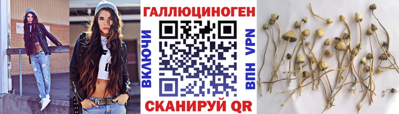 Купить  Советская Гавань  Псилоцибиновые грибы Cubensis 
